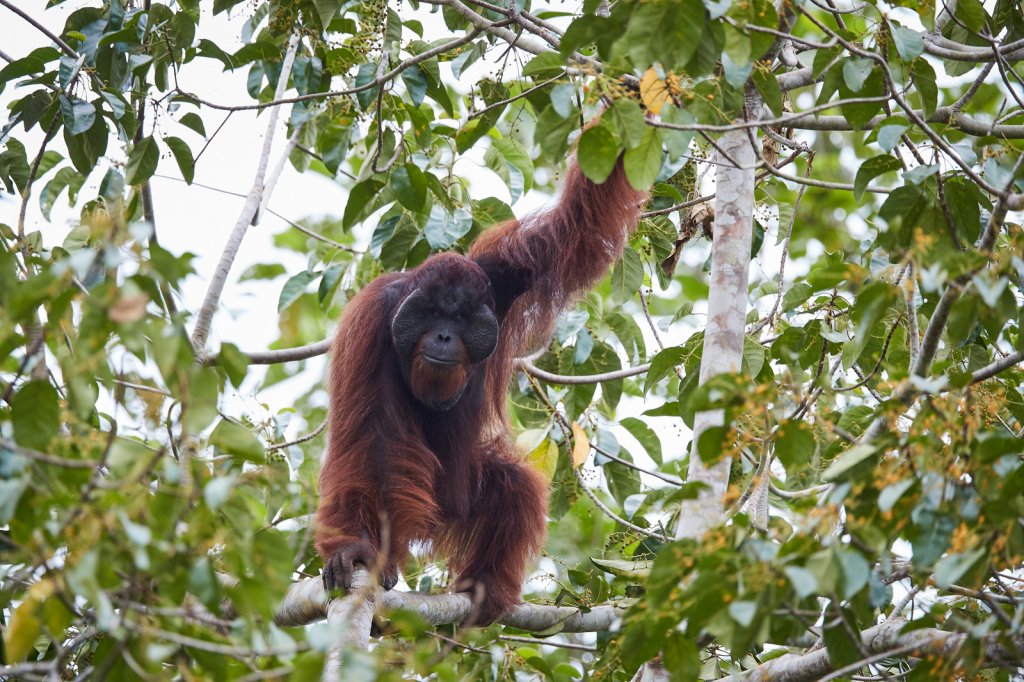 Orang Utan, Tabin